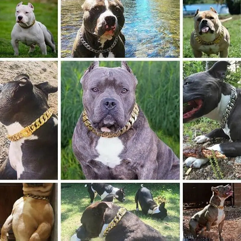 Collage of muscular dogs wearing 19mm strong metal titanium steel chain collars in outdoor settings